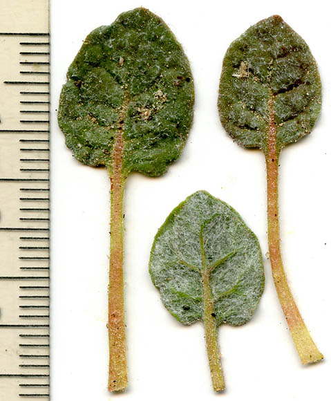  Eriogonum thomasii